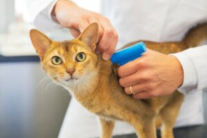 Mikrochips für Katzen: Sind sie vorgeschrieben?