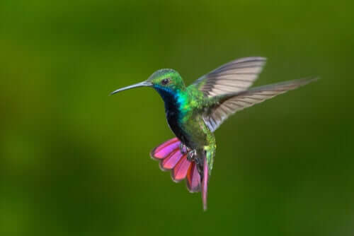 Kolibris in Kolumbien und Venezuela: Schönheit in voller Farbe