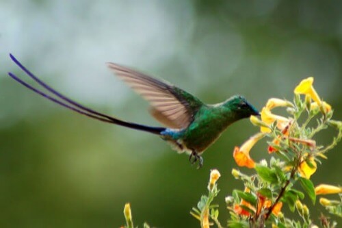 Kolibris in Venezuela