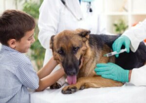 Die Tollwutimpfung: Eine Ursache für Vaskulitis bei Hunden