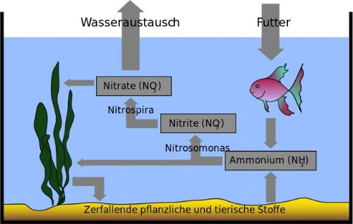 Stickstoffkreislauf im Aquarium