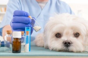 Während er den Ursprung des Problems bestimmt, wird dein Tierarzt höchstwahrscheinlich die Gabe präventiver Antibiotika empfehlen