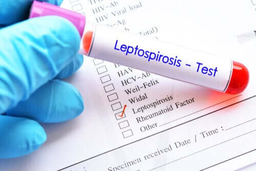 Leptospirose bei Haustieren: 3 Tipps zur Vorbeugung