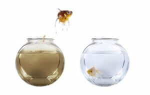 Wasserkreislauf im Aquarium: Wie funktioniert er?