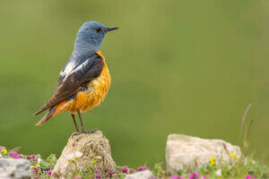 Der Guadarrama Nationalpark und seine Fauna