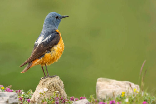 Der Guadarrama Nationalpark und seine Fauna