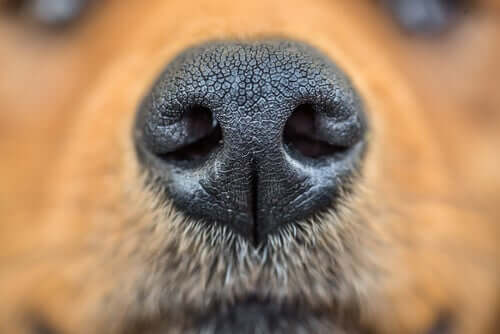 14 Tiere, die einen hochentwickelten Geruchssinn haben