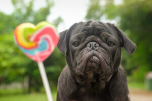 Süßigkeiten - Hund mit Lolli