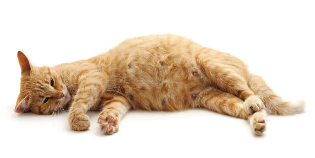Notfälle, die bei Katzen häufig nach der Geburt auftreten Deine Tiere