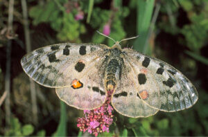 Guadarrama Nationalpark - Apolloschmetterling