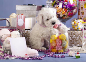 Süßigkeiten - Hund umgeben von Bonbons