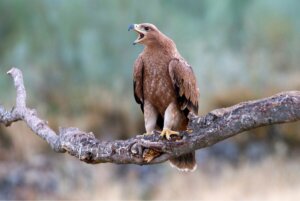 Guadarrama Nationalpark - Spanischer Kaiseradler