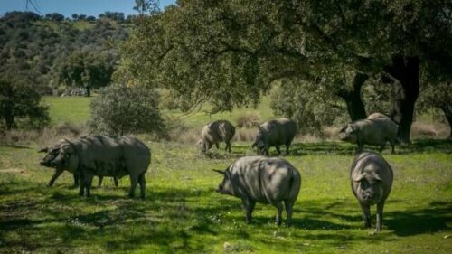 iberisches schwein und die schweinepest