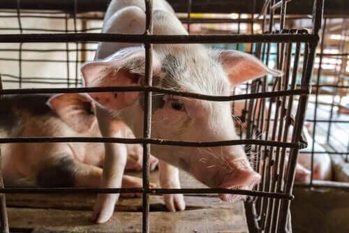 Afrikanische Schweinepest - Schweine im Käfig
