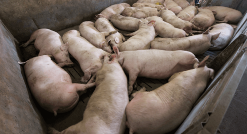 Afrikanische Schweinepest und die Symptome