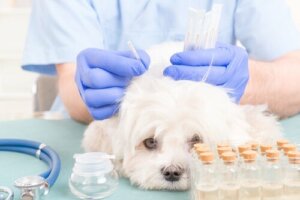 Akupunktur für Hunde: Wie funktioniert sie?