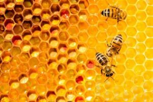 Bienen sind ein gutes Beispiel dafür, dass die Arbeit in Einheit kraftvoll ist