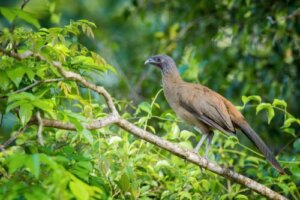 Der Rotschwanzguan, ein tropischer Vogel