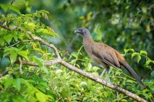 Der Rotschwanzguan, ein tropischer Vogel