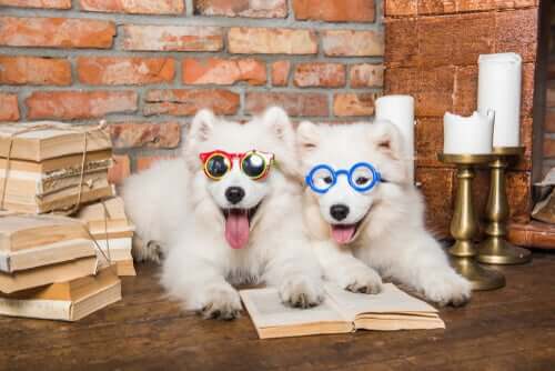 Die Intelligenz von Hunden kann man fördern
