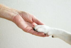 Die Pfotenballen von Tieren sind weich