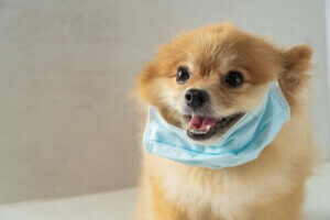 Der Kampf zwischen Parasit und Wirt