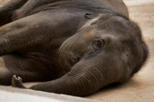 Je bequemer sich ein Elefant in einem Transportcontainer befindet, desto stressfreier wird der Transport