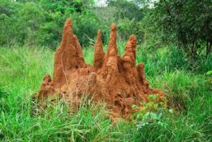 Termiten stellen Superorganismen dar
