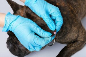 Warzen bei Hunden: Welche Ursachen haben sie?