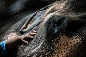 Spezielle Einrichtungen für die Haltung von Elefanten im Zoo
