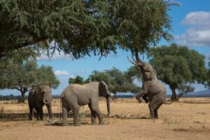 Da Elefanten gerne auf ihren Hinterbeinen stehen, muss dies ebenfalls beürcksichtig werden