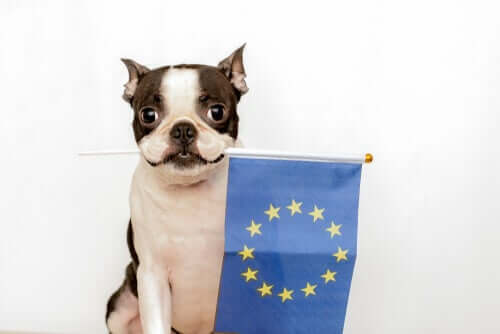 Europäisches Übereinkommen zum Schutz von Haustieren