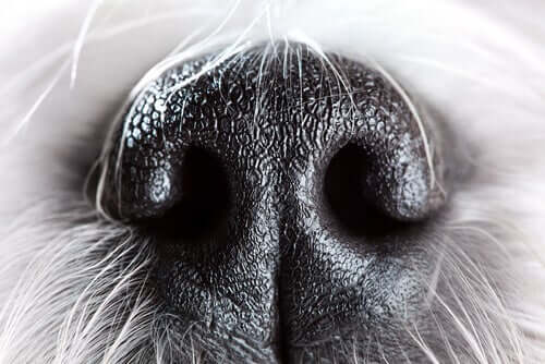 Geruchssinn beim Hund