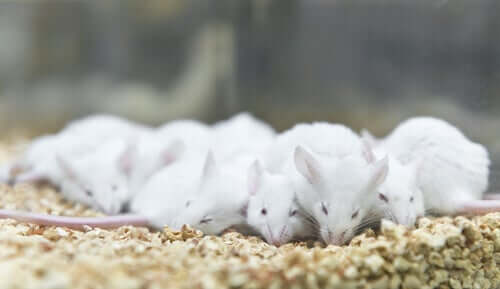 Haltung von Laborratten