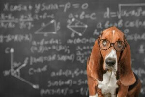 Ist es möglich, die Intelligenz von Hunden zu fördern?