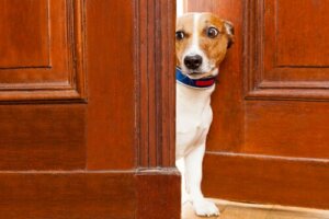 Können Tiere Angst durch Geruch wahrnehmen?