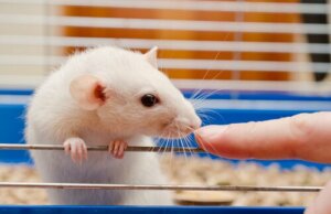 Laborratten: Neuigkeiten rund um ihre Haltung