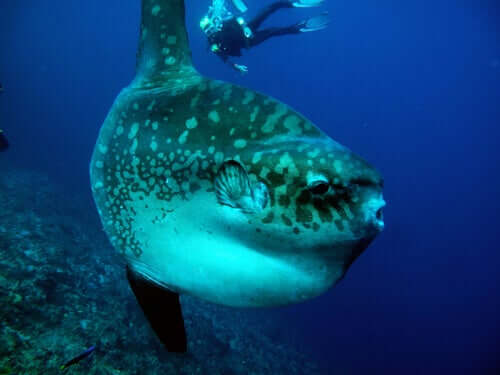 Mola mola mit Taucher