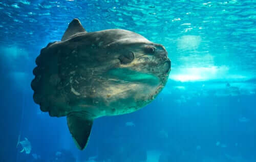 Mondfisch (Mola mola), der schwerste Knochenfisch der Welt