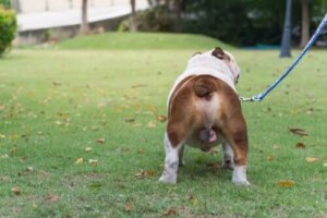 Die chemische Kastration bei Hunden: Was ist das?