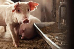 Aktuelle Tiergesundheitskrise: Die Afrikanische Schweinepest