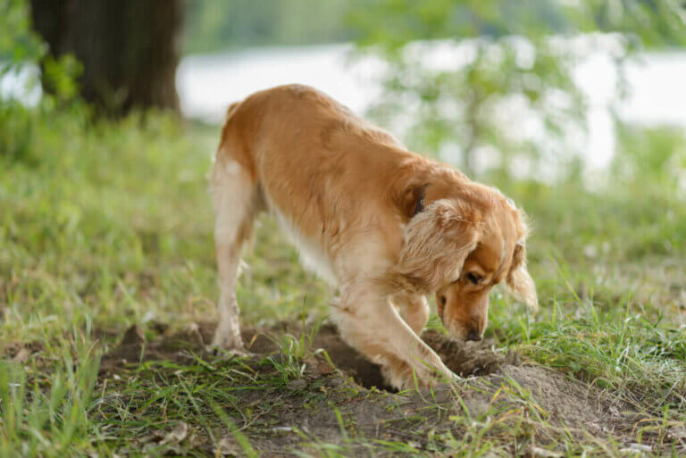Weißt du, warum Hunde ihr Futter vergraben?