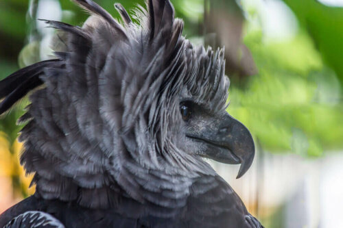 Harpyien, die riesigen Greifvögel Südamerikas