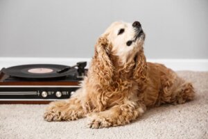 Musik und ihre Auswirkungen auf verschiedene Tiere