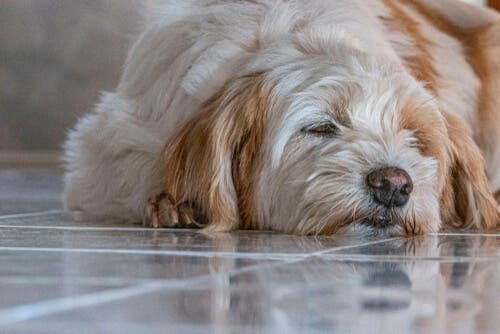 Die Ursachen von Krämpfen bei Hunden Deine Tiere