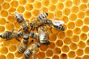Schwänzeltanz: Der Tanz der Bienen