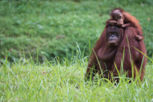 Was ist eine Tiergeneration? Die Auswirkungen von Inzucht