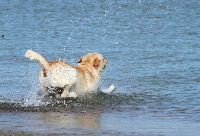 Rettungsteam rettet einen Hund aus dem Meer - Vorsichtsmaßnahmen am Strand