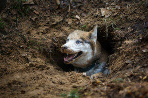 Futter vergraben - Hund in einem Loch 