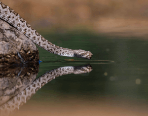 Klapperschlangen - am Wasser